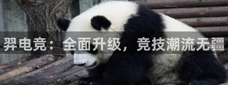 lh1153雷火电竞入口：羿电竞：全面升级，竞技潮流无疆